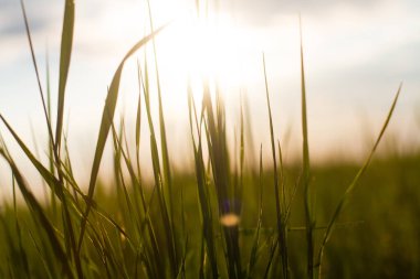 Yeşil çimlerin yakın plan çekim alanında, güneşin altında.
