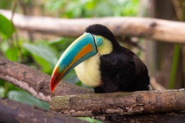 Gökkuşağı tukan kuşu büyük renkli gagasıyla ağaçta oturur.
