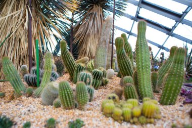 Serada bir sürü farklı dekoratif kaktüs yetişiyor.