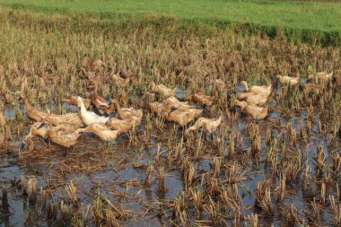 Ducks and geese in the rice fields