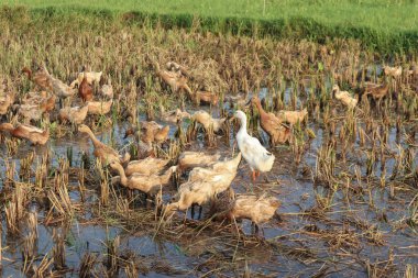 Ducks and geese in the rice fields