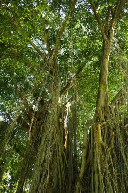 Bottom view of tall old Banyan tree in . Low angle shot of a Banyan tree, in morning