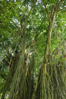 Bottom view of tall old Banyan tree in . Low angle shot of a Banyan tree, in morning