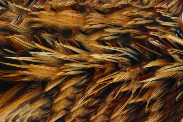 鶏の羽の背景色 — ストック写真