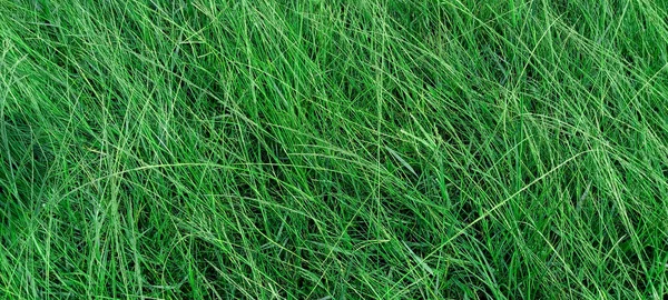 stock image grass. Panoramic green grass background. use as illustration for presentation.