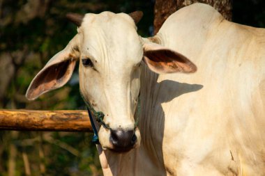 Ongole Crossbred sığırları ya da Java İneği ya da Beyaz İnek ya da sapi peranakan ongole (PO) ya da Bos taurus Endonezya 'nın geleneksel çiftliğindeki en büyük sığırlardır. Geleneksel çiftlik hayvanı yetiştiriciliği