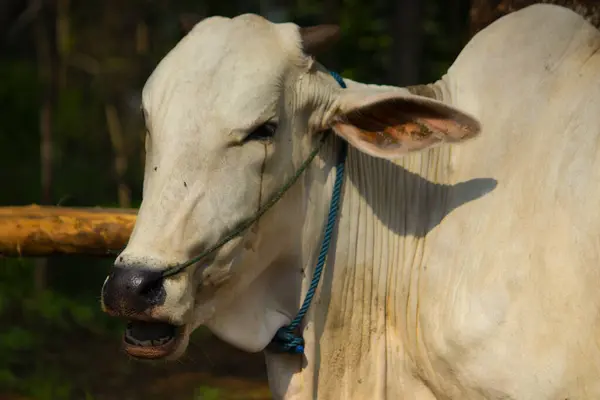 Ongole Crossbred Bydło Lub Jawajskiej Krowy Lub Białej Krowy Lub — Zdjęcie stockowe