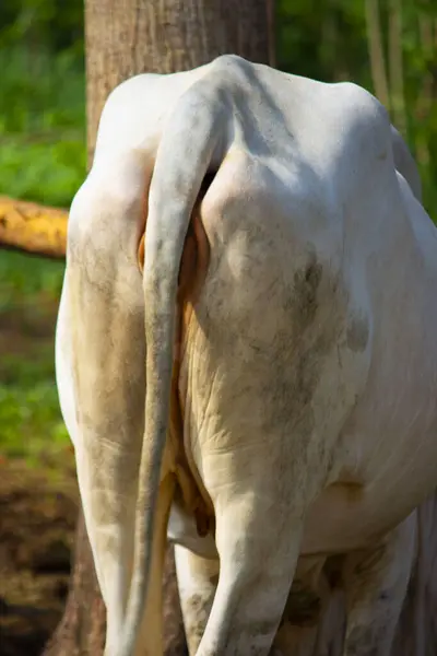 Cow Butt Ongole Crossbred Cattle Butt Javanese Cow Butt White — Zdjęcie stockowe