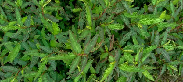 Zielone Liście Mimosy Pozostawia Obraz Tła — Zdjęcie stockowe