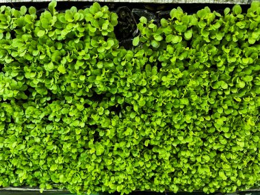 tohumlar. Tohum ekiyorum. Marul ekiyorum. Tahta kutuda büyüyen genç bitki.