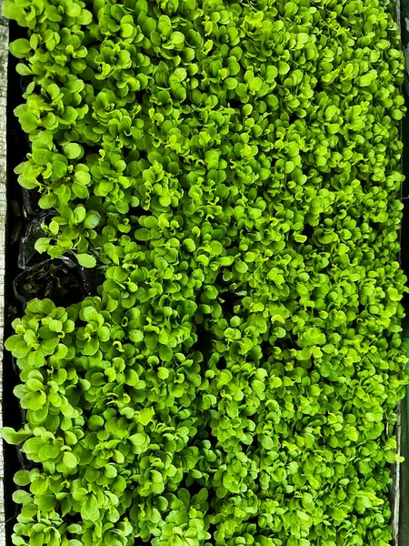 seeds. sowing seeds. lettuce sowing. young plant growing in wood box