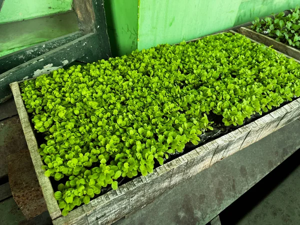 seeds. sowing seeds. lettuce sowing. young plant growing in wood box