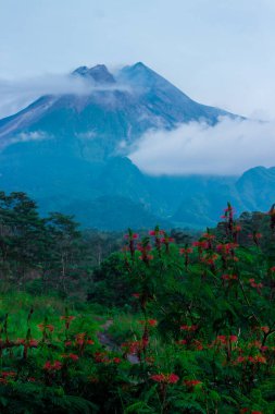 Sabahları çiçeklerin arasında Merapi Dağı manzarası