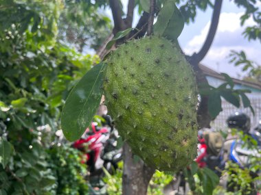 Tahtadaki kaynak meyvesi. Amerikan kıtasından kaynak meyvesi