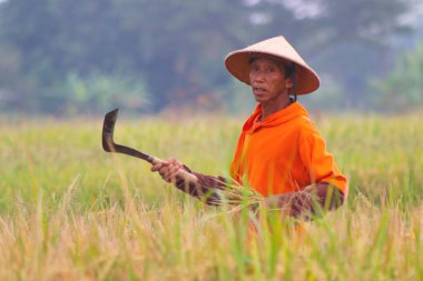 Pelerin giyen erkek çiftçi, bambu şapka, pirinç tarlalarında pirinç topluyor. Çiftçiler hasat ediyor.