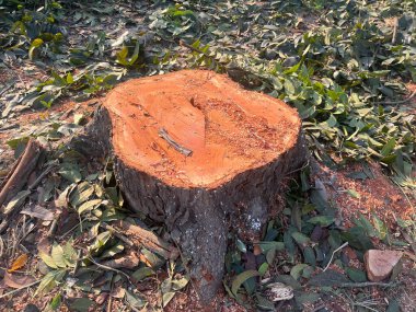 Kök, büyük bir ağaç kütüğü yeşil çimen tarlasında oturur. Ağaç gövdesi yapraklar ve dallarla çevrili. Kesilmiş daha büyük bir ağacın parçası.