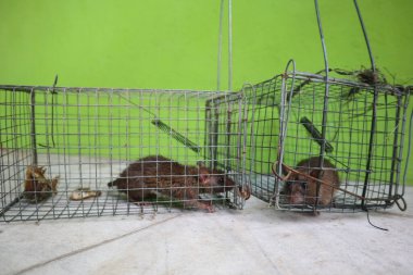 İki fare tel örgülü bir kafeste. Kafes yeşil bir duvarda. Fare kameraya bakıyor.