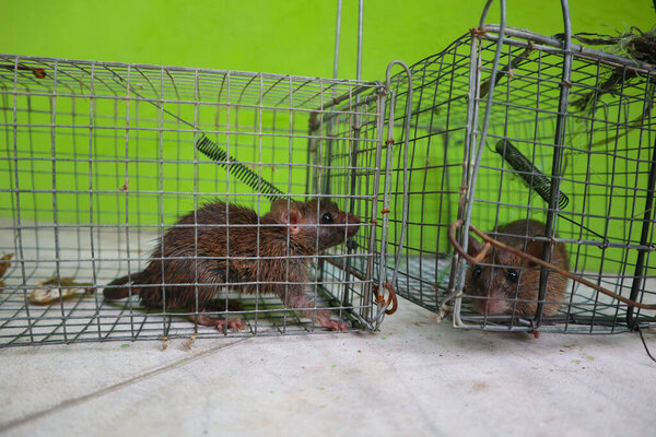 Две крысы в клетке с проволочной сеткой. Клетка на зеленой стене. Крыса смотрит в камеру.