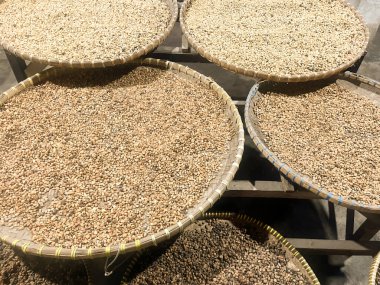 Kopi Luwak Kahve Fasulyesi veya Civet kahve çekirdeği, dünyanın en pahalı kahvesi.