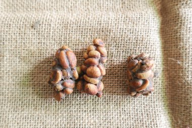 Kopi Luwak Kahve Fasulyesi veya Civet kahve çekirdeği ile Kopi Luwak kahvesi, Endonezya 'nın en pahalı kahvesi.