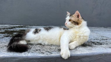 Kedi, siyah beyaz kürklü kedi uzanmış, tembellik ediyor ve saklanıyor.