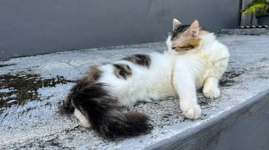 Kedi, siyah beyaz kürklü kedi uzanmış, tembellik ediyor ve saklanıyor.