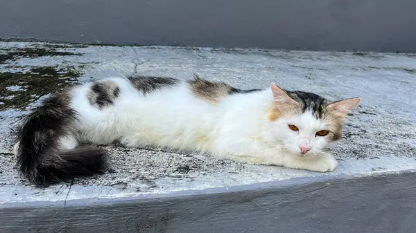 Kedi, siyah beyaz kürklü kedi uzanmış, tembellik ediyor ve saklanıyor.