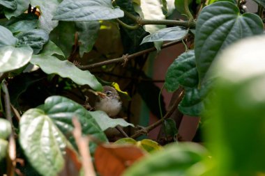Genç terzi kuş yuvadan çıktı ve tek başına yeşil ağaca tutundu..