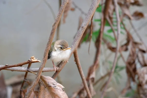 Young Common Tailorbird Has Just Come Out Nest Dry Branch — Stock Photo, Image