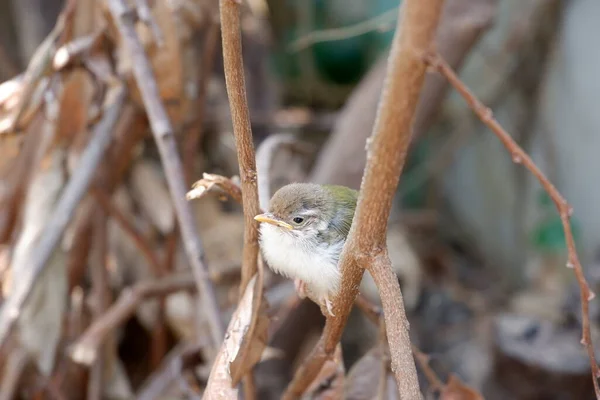Common Tailorbird Had Just Left Nest Perched Branch Alone Sad — Stock Photo, Image