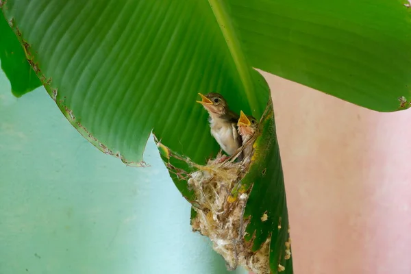 Young Common Tailorbird Shrieked Saw Parents Nest Had Built Banana — Stock Photo, Image