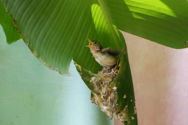 Young Common Tailorbird Shrieked Saw Parents Nest Had Built Banana — Stock Photo, Image