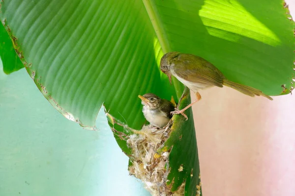 Little Common Tailorbird Saw Something Parent Perched Nest Banana Leaf — Stock Photo, Image