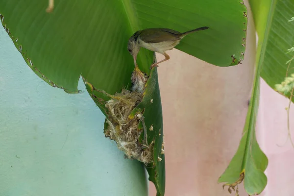 Baby Common tailorbird wait for food from the parent on a nest in a banana leaf.