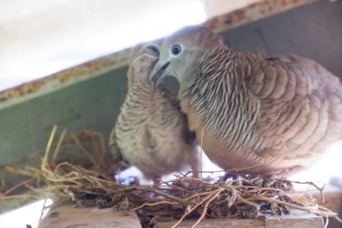 A zebra dove feeds its young. clipart
