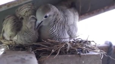 Bir zebra yavrusunu besliyor.