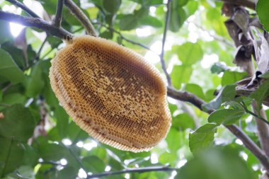 Ağaçta arılar olmadan bal peteği.