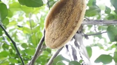 Ağaçta arılar olmadan bal peteğine yaklaş