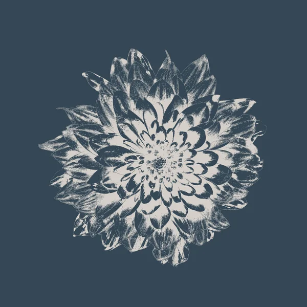 Квітка Синьому Фоні — стокове фото