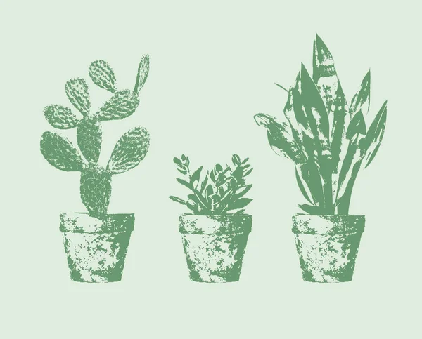 Three Indoor Plants Pots — Stock Photo, Image
