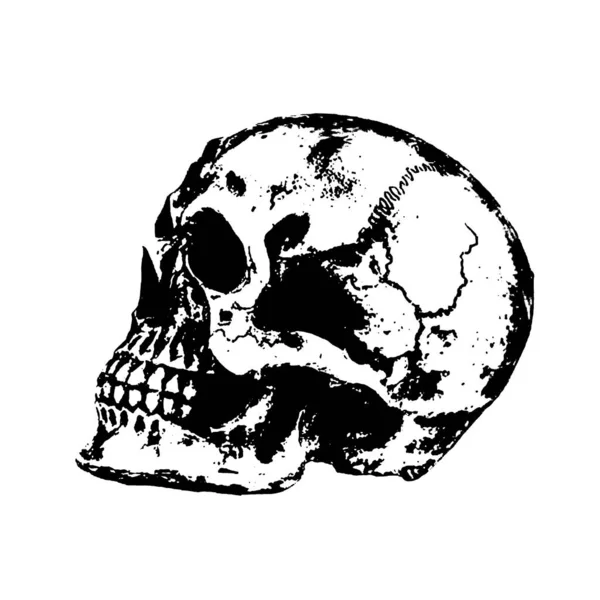 Kafatasının Kenar Görüntüsü — Stok fotoğraf