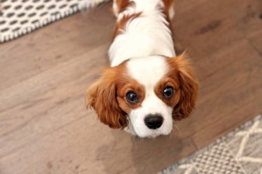 Sevimli Şövalye Kral Charles Spaniel Köpek Gözlü Köpek Gözlü Beklenmedik bir şekilde Kameraya Bakıyor. Yüksek kalite fotoğraf