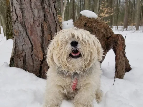 雪の森の中で外の目をカバーするかわいい幸せな愛らしいシャギー犬の長い毛皮の終わり — ストック写真