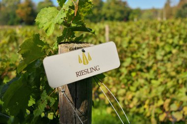 Vineyard 'da Çitin üzerinde Riesling Üzüm İşareti. Yüksek kalite fotoğraf