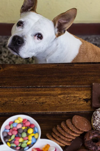Üzgün Köpek Çikolatalı Bisküvi Arıyor — Stok fotoğraf