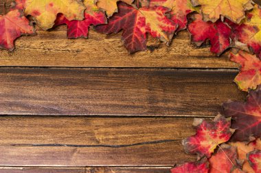 Koyu ahşap arka planda renkli sonbahar akçaağaç yaprakları