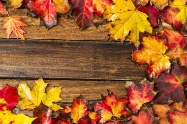 Koyu ahşap arka planda renkli sonbahar akçaağaç yaprakları