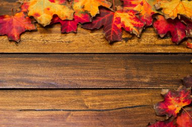 Çok renkli parlak akçaağaç yaprakları koyu bir ahşap masanın üzerinde. Kırmızı, sarı, turuncu bitkilerin sonbahar arkaplanı. Fotokopi alanı, kartpostal ve doğal malzemeden yapılmış çerçeve.