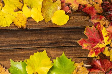 Koyu ahşap arka planda renkli sonbahar akçaağaç yaprakları