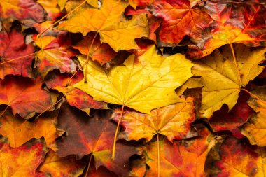 Çok renkli parlak akçaağaç yaprakları koyu bir ahşap masanın üzerinde. Kırmızı, sarı, turuncu bitkilerin sonbahar arkaplanı. Fotokopi alanı, kartpostal ve doğal malzemeden yapılmış çerçeve.